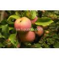 App Quality Mpya Fresh Qingan apple
